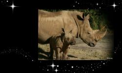 Kiama the Baby Rhino Makes Her Debut at Disney’s Animal Kingdom 