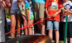Disney To Sponsor Turtles in Marathon