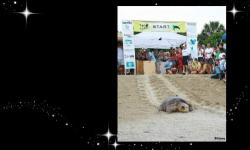 Disney’s Vero Beach Resort Celebrates Annual Tour de Turtles