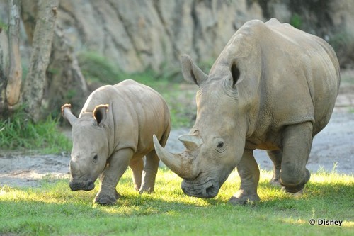 White Rhino Mother and Calf