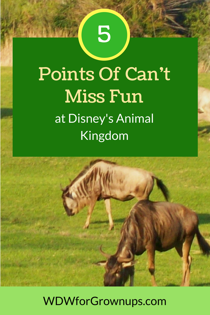 5 Points Of Can't Miss Fun at Disney's Animal Kingdom