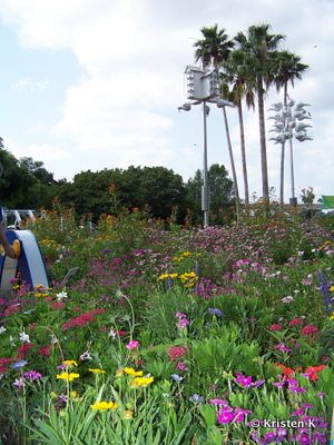 Expansive Butterfly Gardens And Millions of Blooms