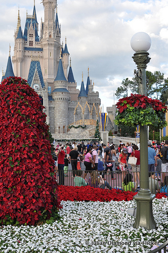 Poinsetta Trees in Years Gone By