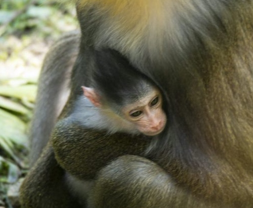 Baby Mandrill Ivy Arrives at Animal Kingdom