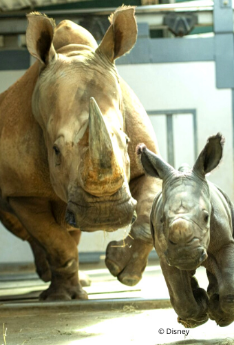 Kendi and Calf