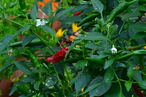 Peppers Have Flavor Ranging From Sweet To Hot