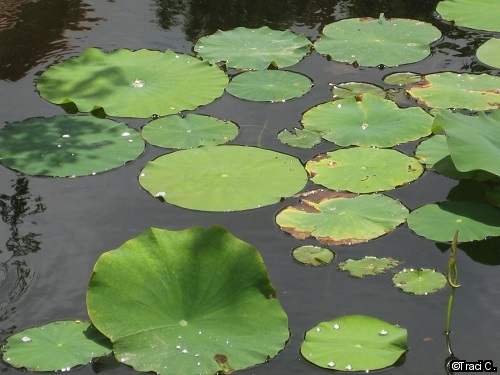 Water lillies in lotus pond