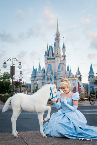 New Cinderella Pony Named Lilly