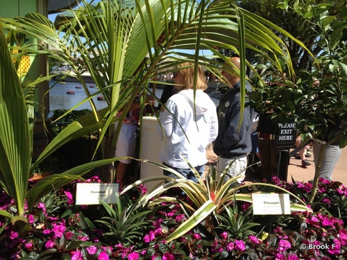 Coconut and Pineapples in Festival Farms