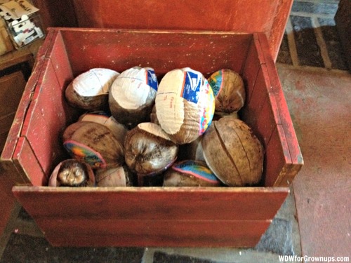 A Lovely Bunch of Coconuts Ready to Send