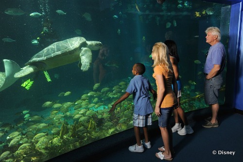 Get Up Close With Ocean Life