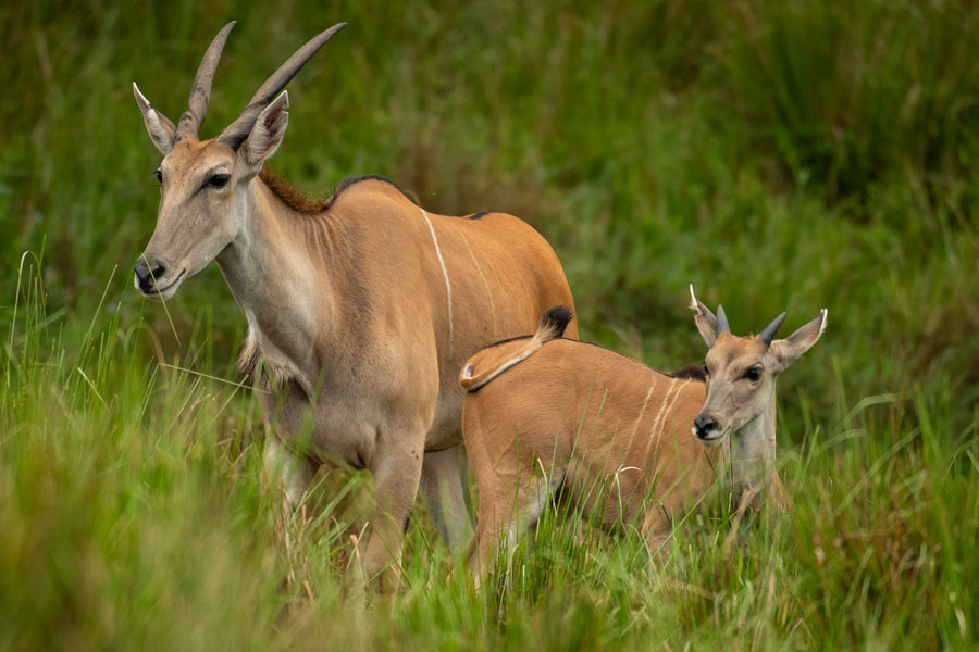 Doppler The Baby Eland