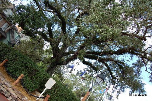 This Live Southern Oak is Over 130 Years Old