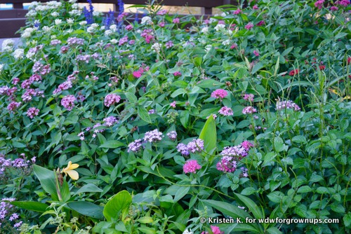 Flowers In Bloom Support Important Pollinators