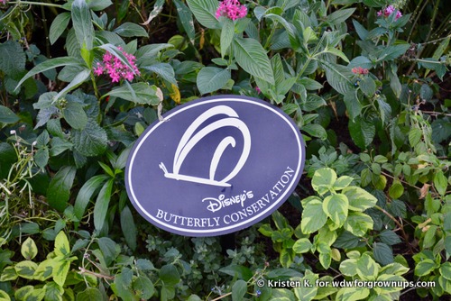 Disney's Butterfly Conservation