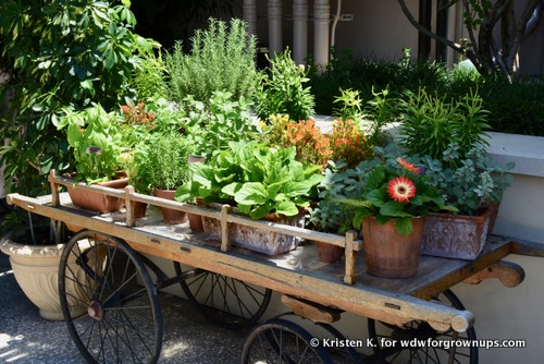 Adorable Little Herb Garden