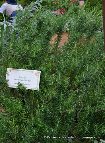 This Rosemary Was Huge!