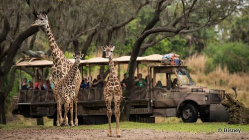 Giraffe Calf Jabari Spotted On The Kilimanjaro Safari Savanna