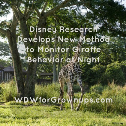 Research was conducted with giraffes at Animal Kingdom Lodge