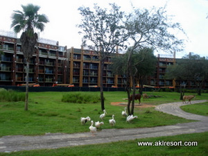 Rooms with a Savanna View