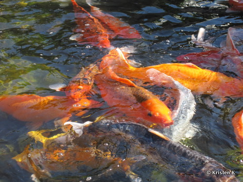 Beautiful Colorful Koi