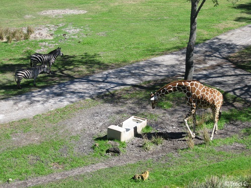 Giraffe and zebras outside a savanna view room