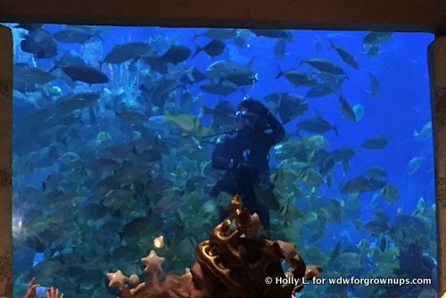 Occasionally You'll Catch A Diver Swimming By