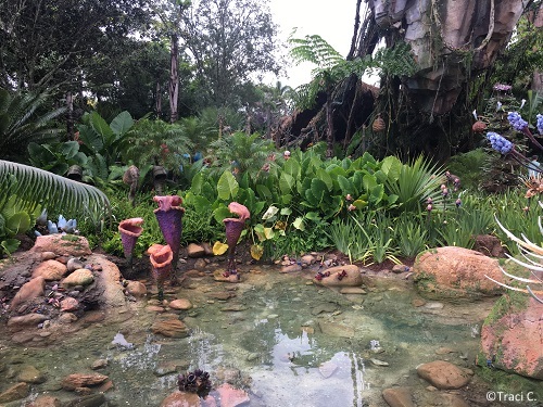 More of the beauty of Pandora
