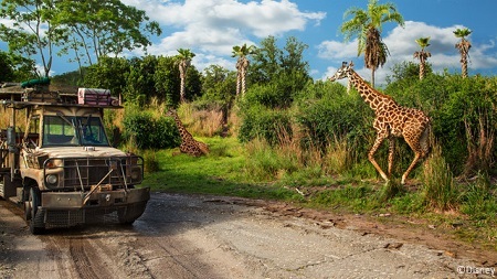 Kilimanjaro Safaris to start nighttime excursions in 2016