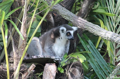 Animals have returned to the Tree of Life at the Animal Kingdom