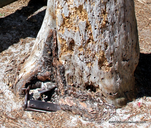 Lawnmower tree closeup