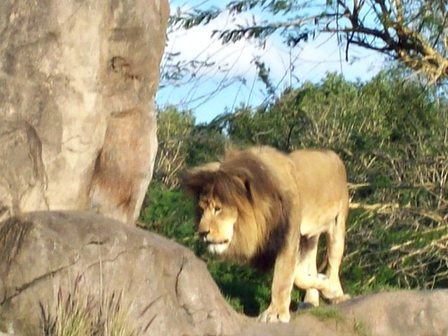 Safari To The Grasslands And See Pride Rock
