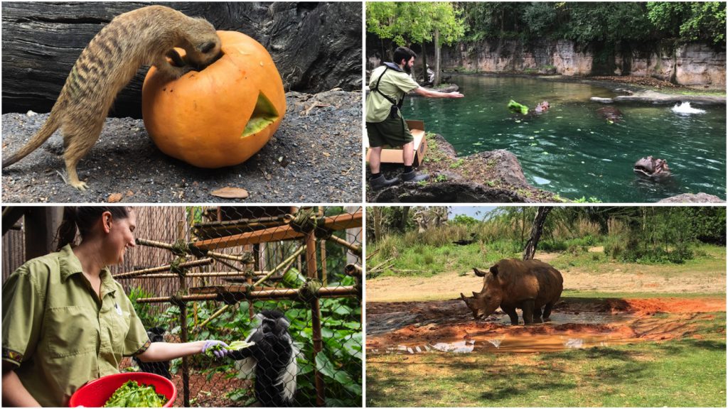 Disney's Animal Care Teams Earn Accreditation