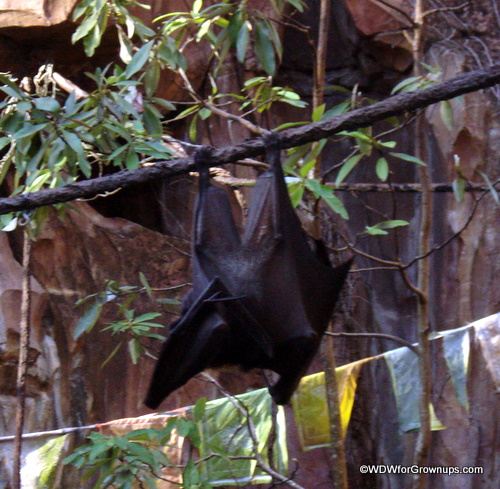Bat on Maharaja Jungle Trek