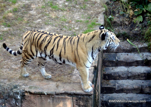 Tiger on Maharaja Jungle Trek