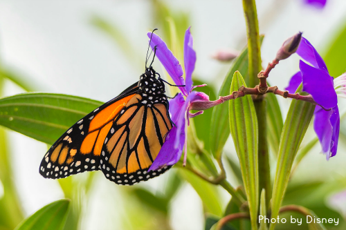 The Beautiful Monarch Butterfly