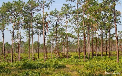 Wetland areas at the Walt Disney World Resort