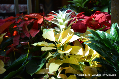 Multi-Colored Poinsettia and Bromeliads
