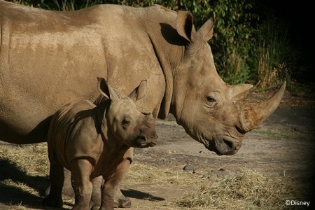Kiama the baby white rhino at Disney's Animal Kingdom