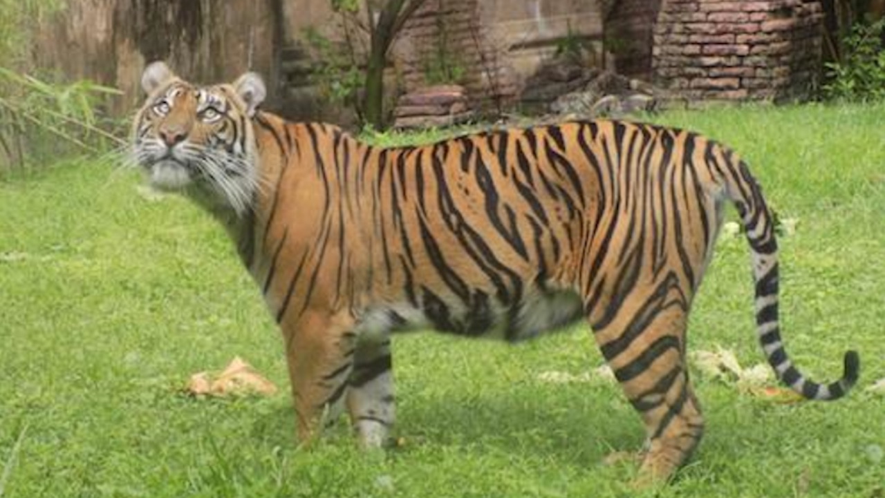 Sohni and Malosi Are Expecting Cubs