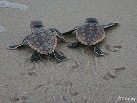 Sea turtles hatchlings heading out to sea at Disney's Vero Beach