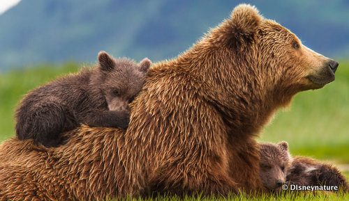 Sky and Her Cubs