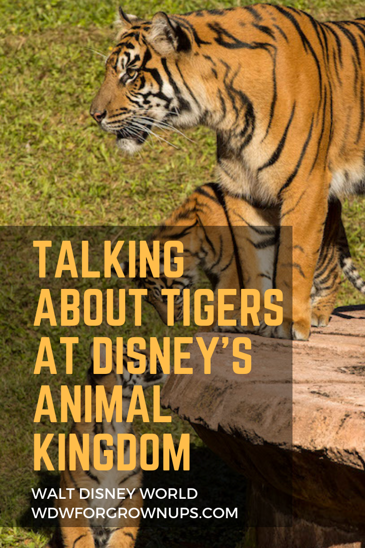 Talking About Tigers At Disney's Animal Kingdom