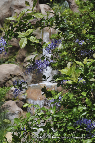 Tangled Waterfall Through The Garden