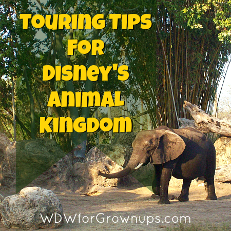 Touring Tips for Disney's Animal Kingdom