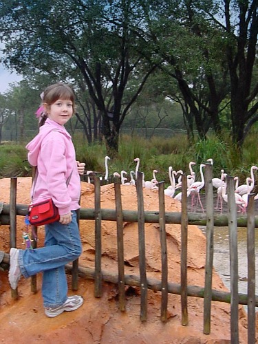 Uzima Springs Even Has Its Own Flock Of Flamingos