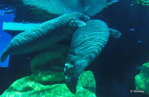 Manatee Rehabilitation Center